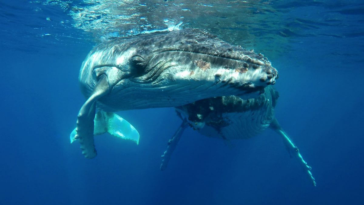 Swim With Humpback Whales Experiences You Should Have Podcast