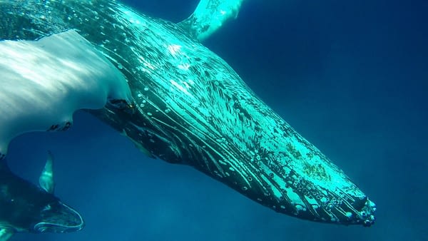 Swim With Humpback Whales Experiences You Should Have Podcast