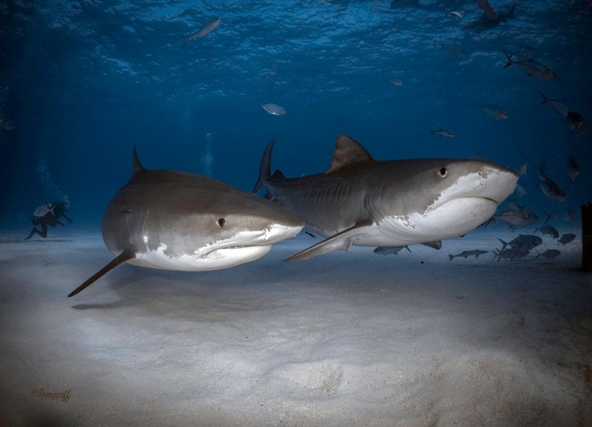 two tiger sharks tiger beach
